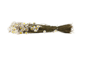 getrocknete-acroclinium-29.