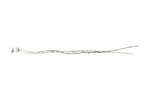 getrocknete-acroclinium-29.
