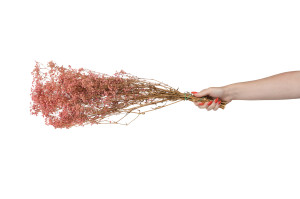 gypsophile-seche-14.
