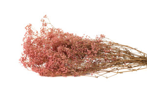 gypsophile-seche-14.