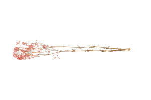 dried-gypsophila-14.