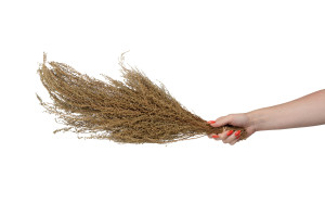dried-solidago-29.