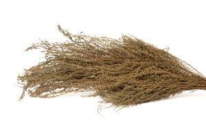 solidago-sec-29