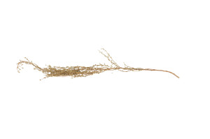 dried-solidago-29.