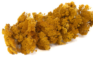achillee-filipendula-seche-naturelle.