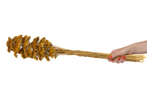 achillee-filipendula-seche-naturelle.