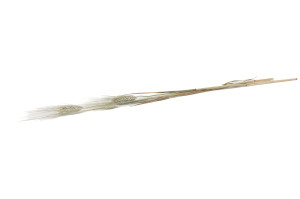 ble-barbu-sec-8.