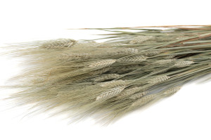 dried-bearded-wheat-8