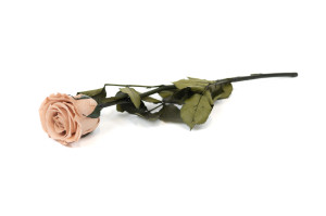 preserved-rose-kiara-on-stem-37.