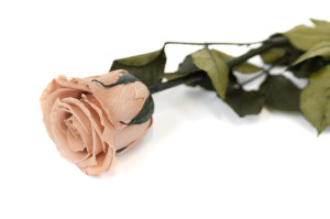 stabilisierter-rose-kiara-auf-schaft-37.
