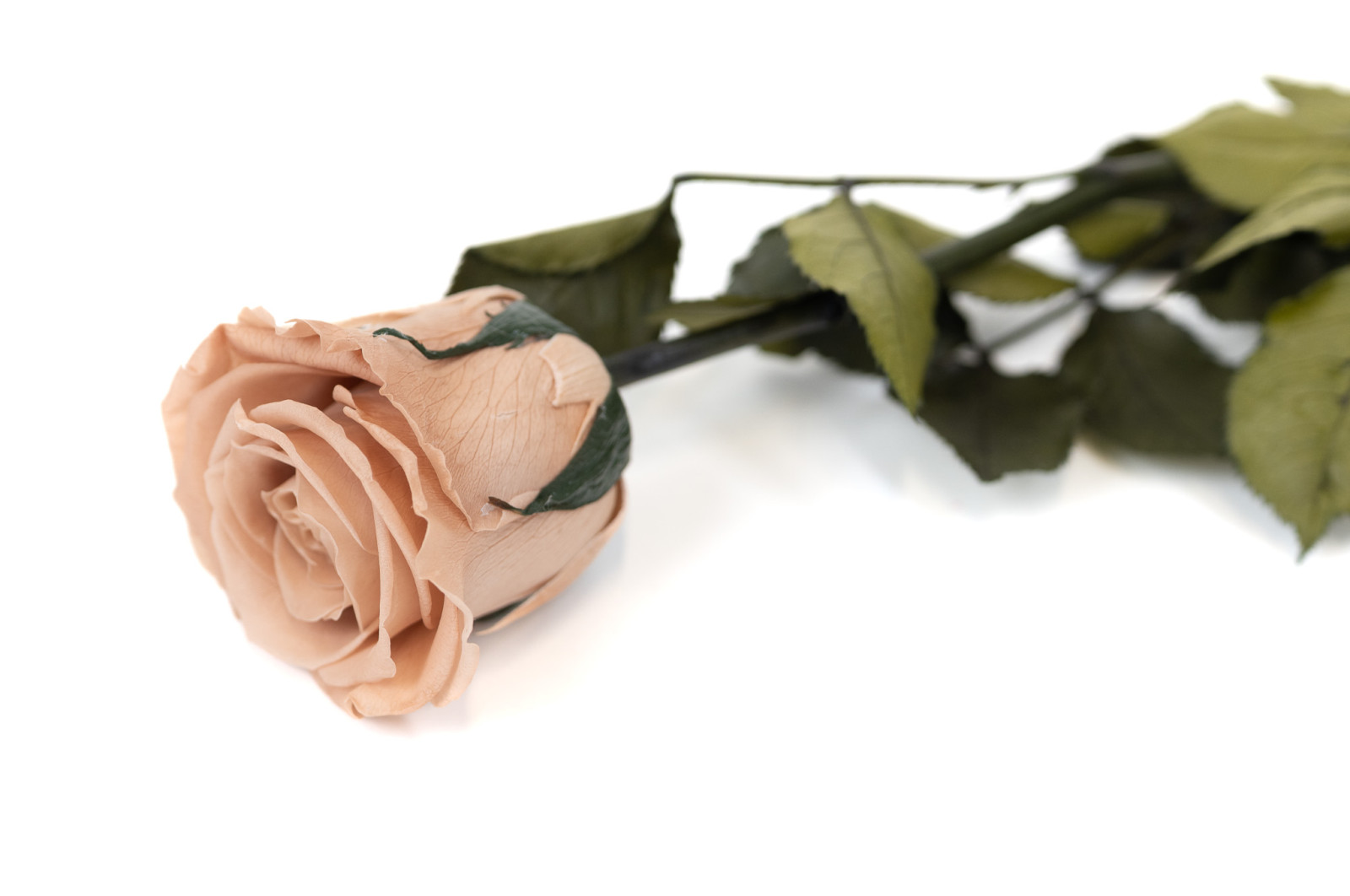 stabilisierter-rose-kiara-auf-schaft-37