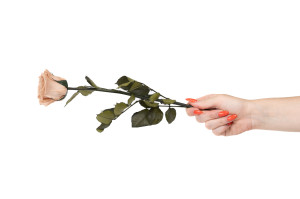rose-tigee-kiara-stabilisee-37.