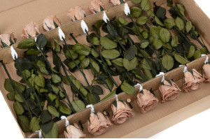 rose-tigee-kiara-stabilisee-37.