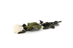 rose-tigee-kiara-stabilisee-37.
