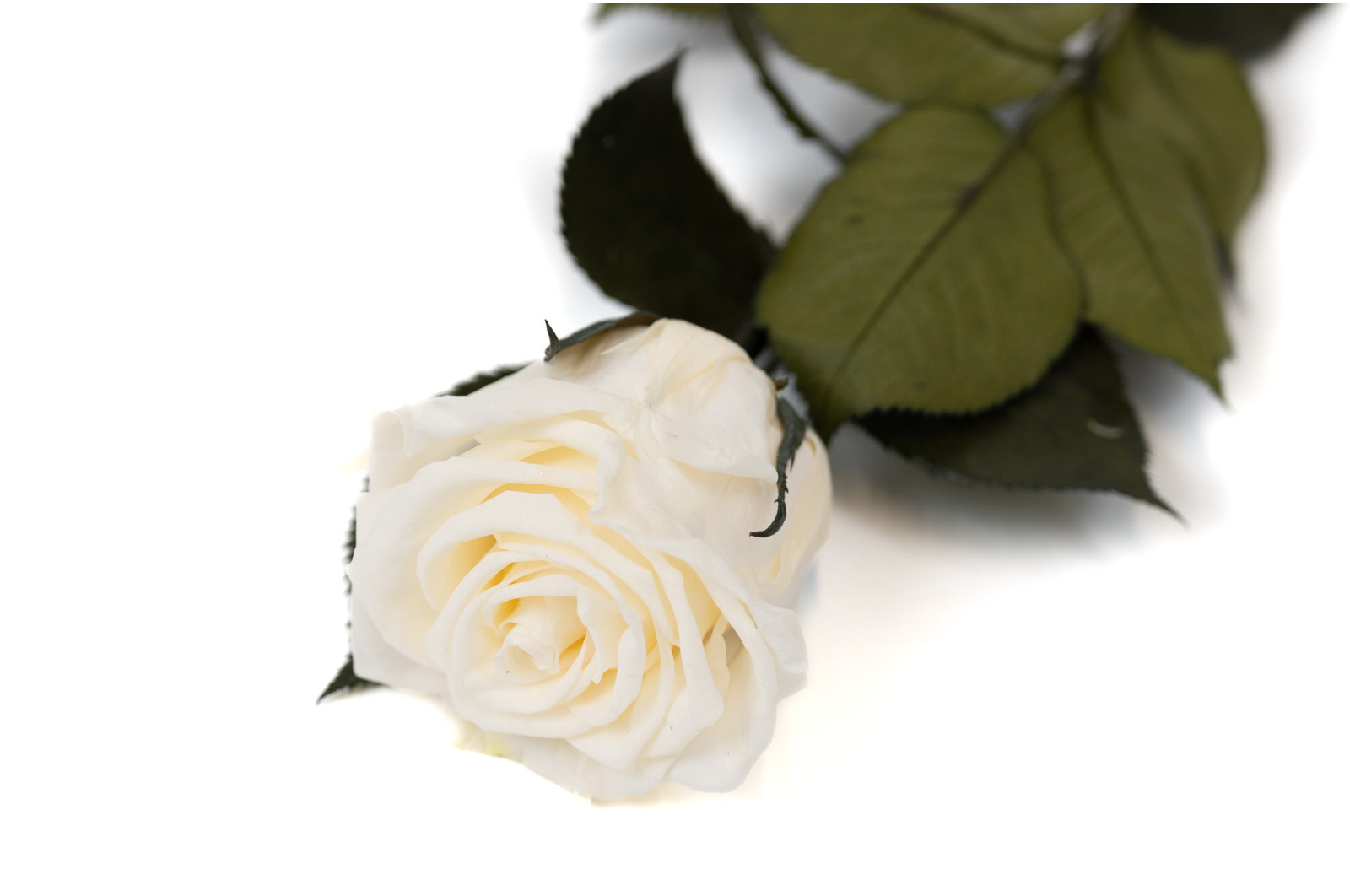 rose-tigee-kiara-stabilisee-37