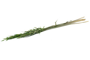 dried-oat-18.
