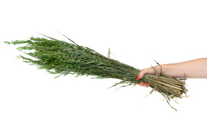 dried-oat-18.