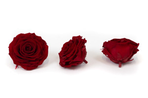 rosen-solitario-stabilisiert-37.