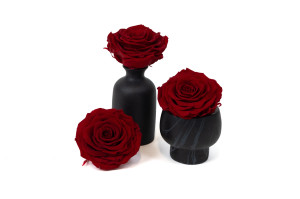 roses-solitario-stabilized-37.
