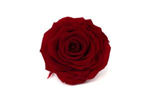 roses-solitario-stabilized-37