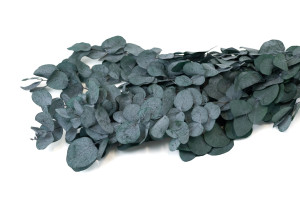 preserved-eucalyptus-cinerea-11