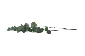 eucalyptus-stuartiana-stabilise-11.