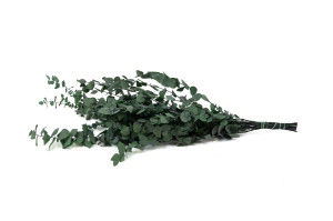 eucalyptus-stuartiana-stabilise-11.
