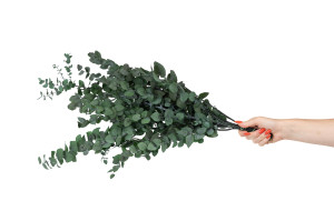 eucalyptus-stuartiana-stabilise-11.