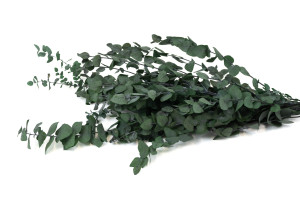 eucalyptus-stuartiana-stabilise-11