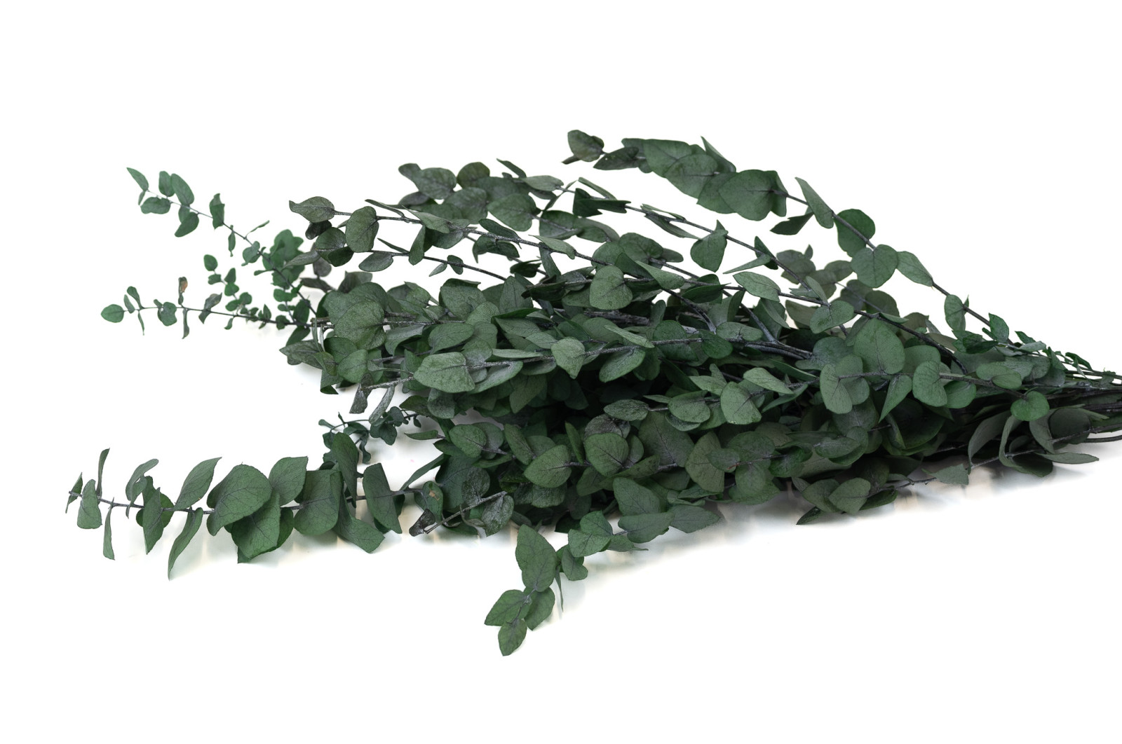 eucalyptus-stuartiana-stabilise-11