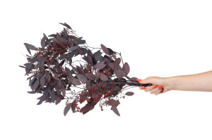 preserved-flowering-populus-eucalyptus-6