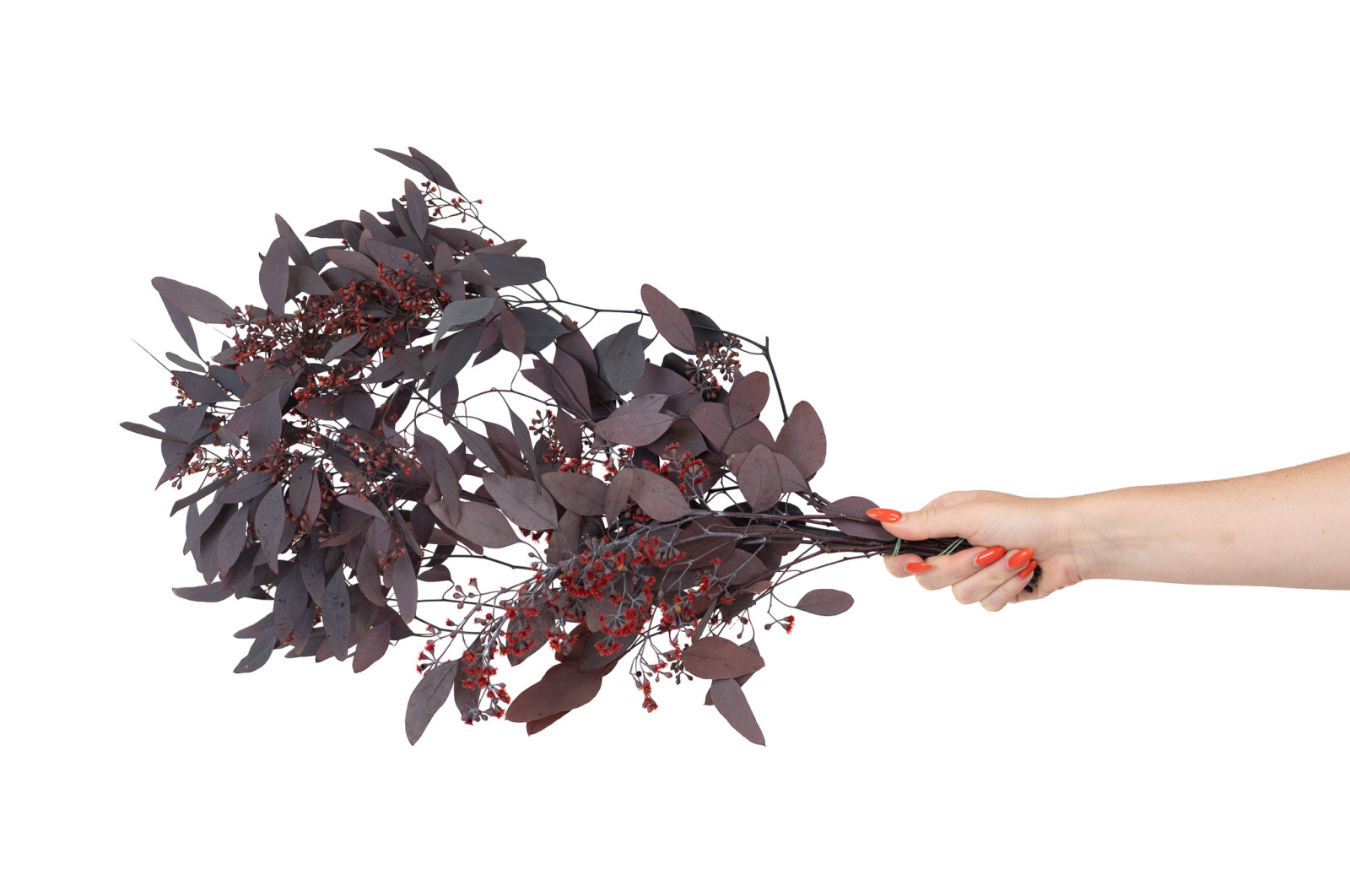preserved-flowering-populus-eucalyptus-6