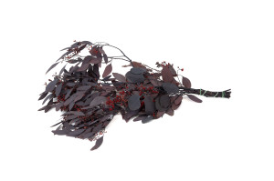 preserved-flowering-populus-eucalyptus-6.