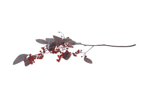 eucalyptus-populus-fleuri-stabilise-6.