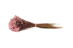 dried-glixia-12.