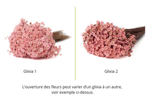 dried-glixia-12.