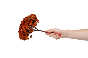 hortensia-double-petale-stabilise-19.