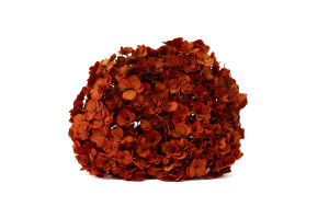 preserved-double-petal-hydrangea-19.