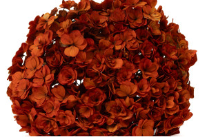 preserved-double-petal-hydrangea-19