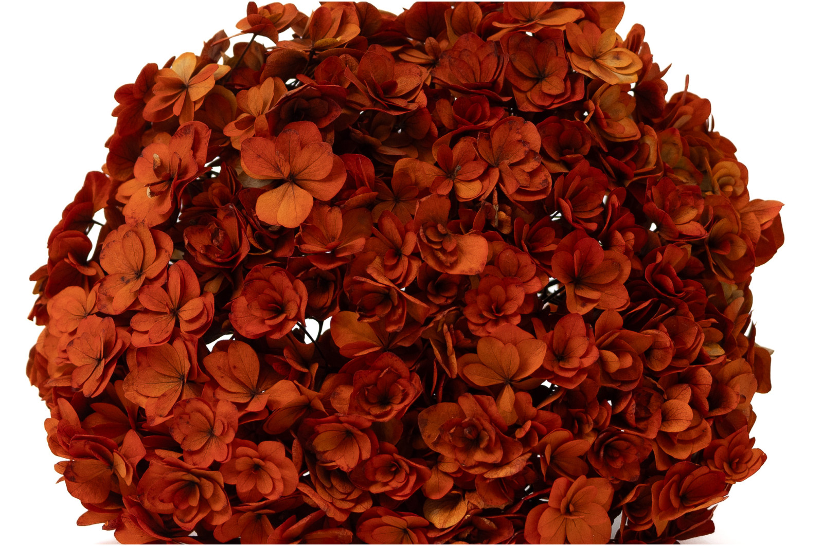 preserved-double-petal-hydrangea-19