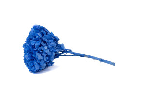 hortensia-stabilise-19.