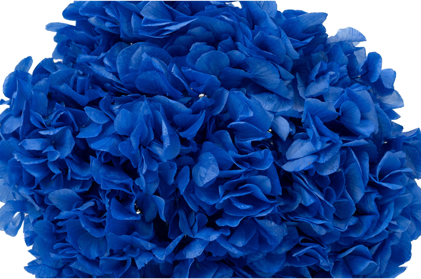 preserved-hydrangea-19