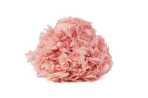 preserved-hydrangea-19.