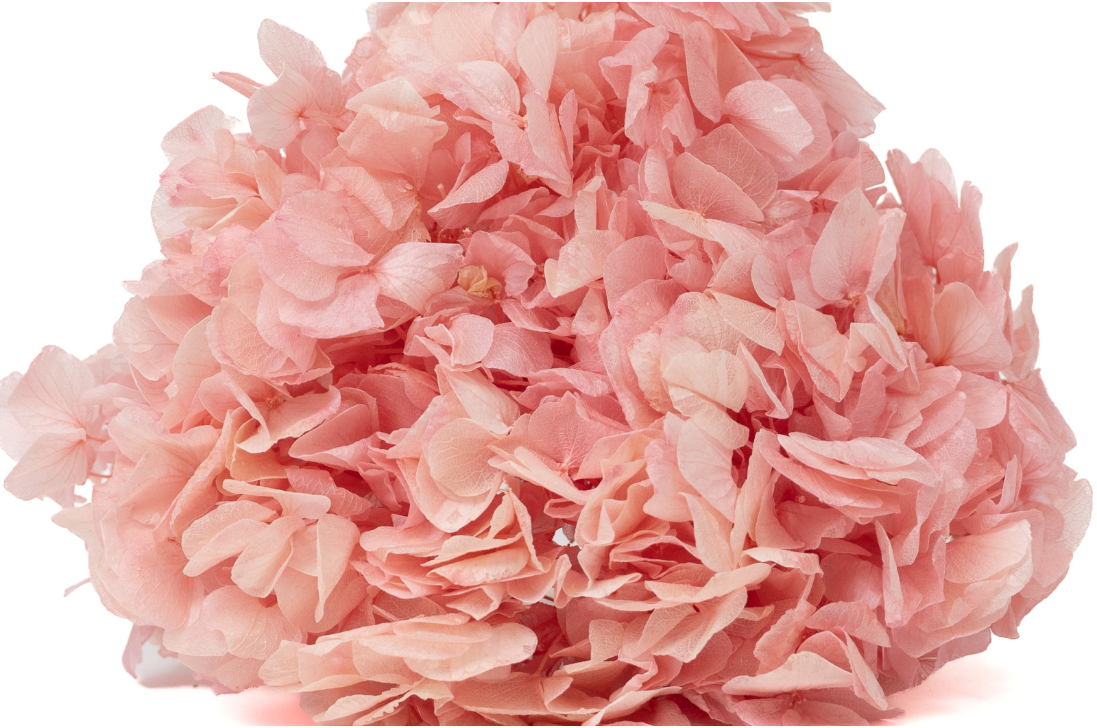 preserved-hydrangea-19