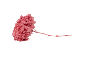 preserved-hydrangea-19.