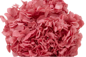 preserved-hydrangea-19.