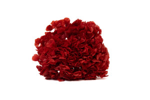 hortensia-stabilise-19.