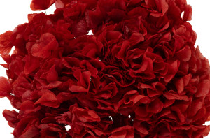 preserved-hydrangea-19.