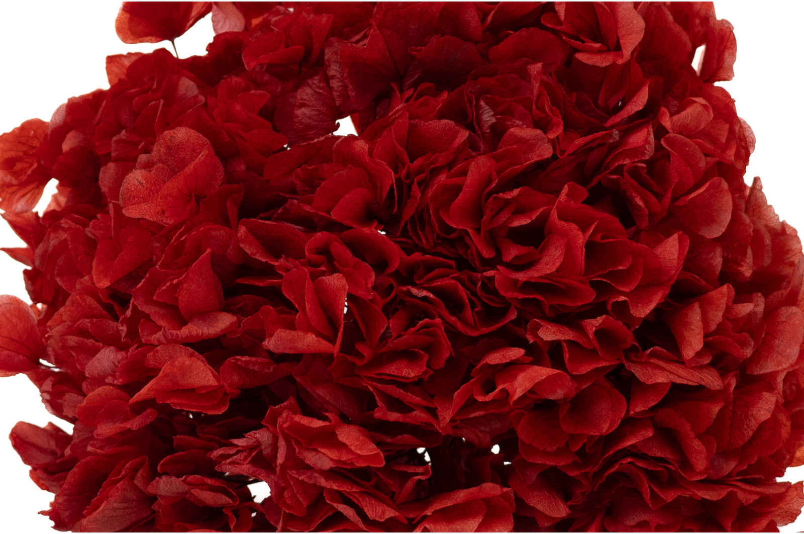 hortensia-stabilise-19