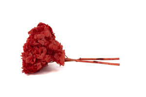 hortensia-stabilise-19.